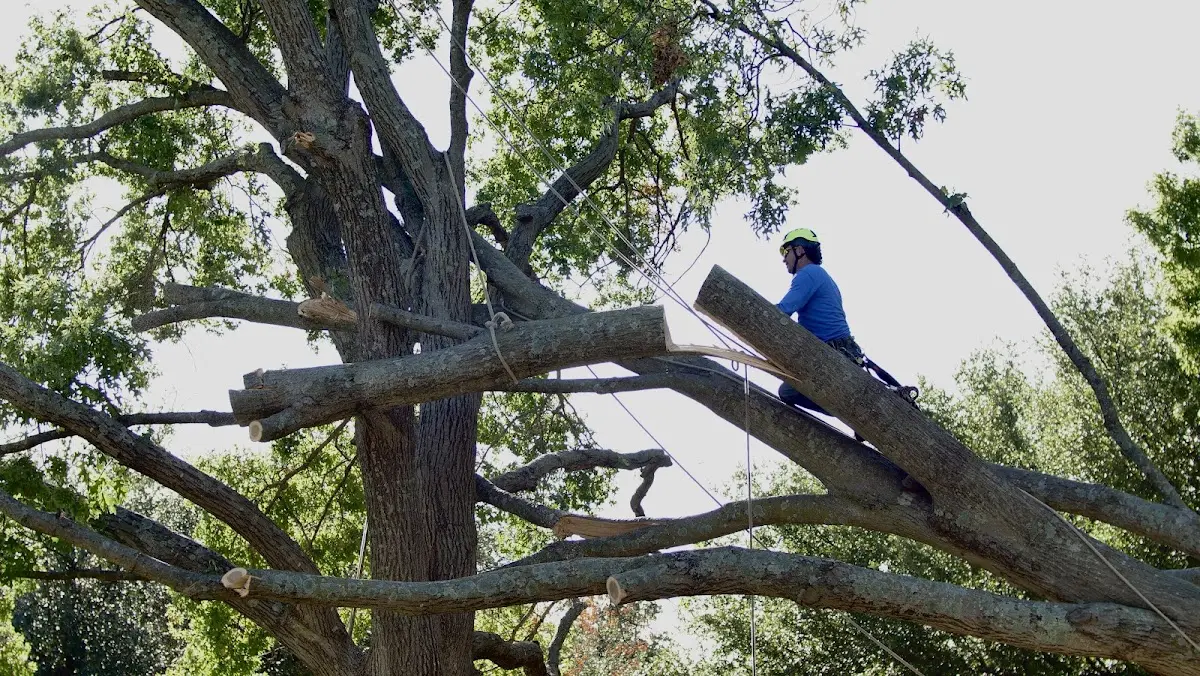 Professional Hazardous Tree Removal performed by certified arborists in Wilson